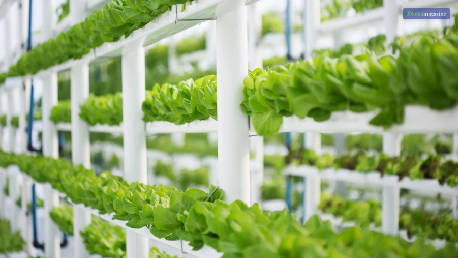 Different Forms Of Vertical Farming Companies In The World