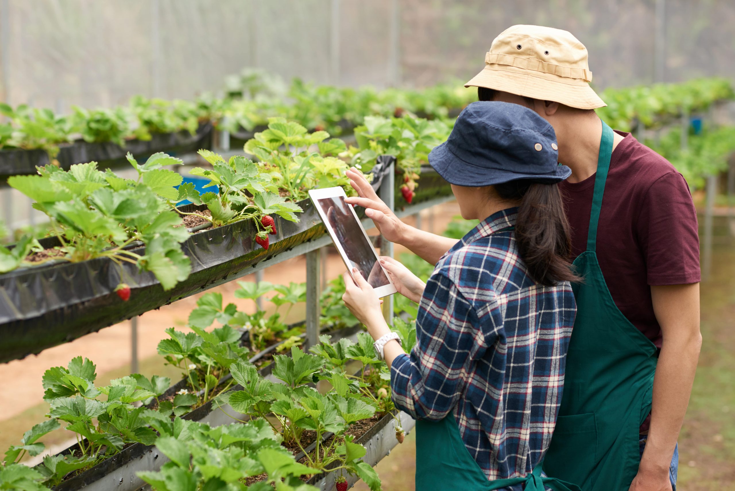 top-8-best-vertical-farming-companies-of-the-world-tgm