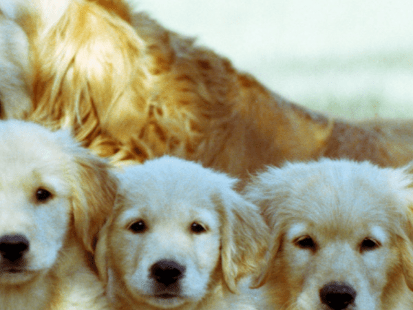 how to choose the right dog breed